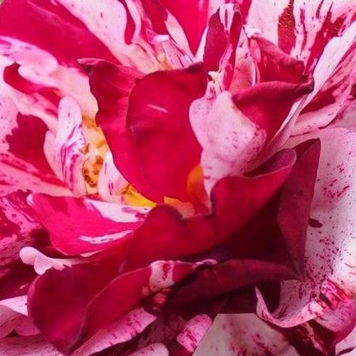 Comprar rosales online - Rosas Floribunda - púrpura - blanco - Rosal New Imagine™ - rosa de fragancia discreta - Francois Dorieux II. - Las flores son de colores muy llamativos por lo que es ideal plantar la rosa en grupos.